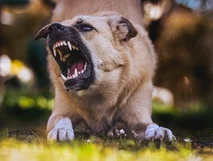 legal funding for dog bite lawsuits