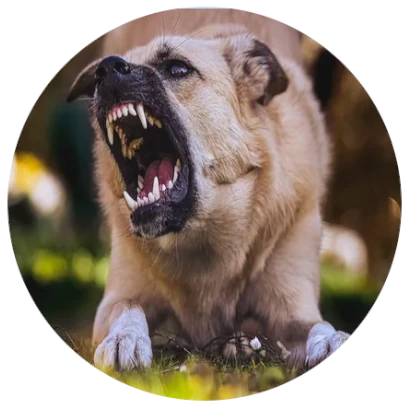 an image of an aggressive dog barking